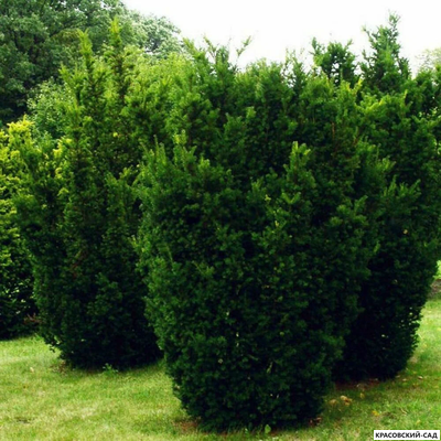 Тис средний Хилли - Hillii