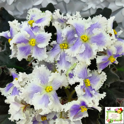 РМ-Золотой Берилл (Н.Скорнякова)