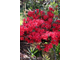 Рододендрон (Азалия) Maruschka