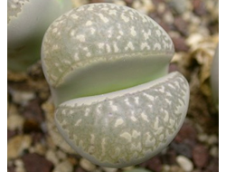 Lithops marmorata C305 - 10 семян