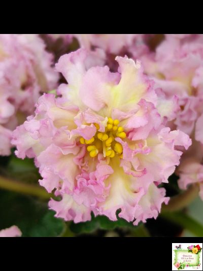 РМ-Яринка (Н. Скорнякова) 2021 г.