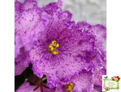 АВ-Самый Сок (Фиалковод) 2022 г.