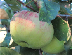 Татьянин день (яблоня)