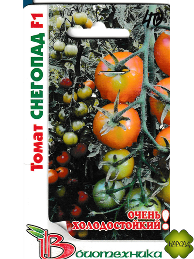 Томат "Снегопад" (высокорослый, выносливый)