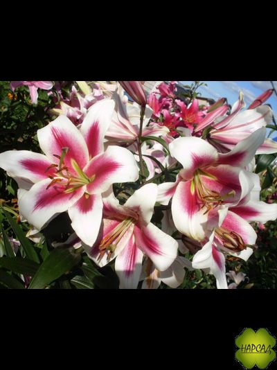 ЛИЛИЯ "АЛТАРИ" ОТ-ГИБРИД КРУПНАЯ