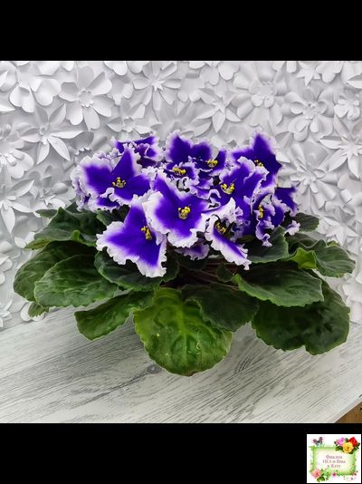 Dn-New Star (Д. Денисенко) 2019 г.