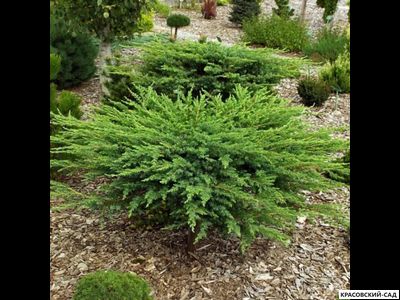 Можжевельник Шлягер - Schlager