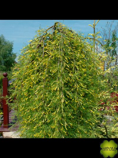 КАРАГАНА ДРЕВОВИДНАЯ (АКАЦИЯ) НА ШТАМБЕ 1,6 м