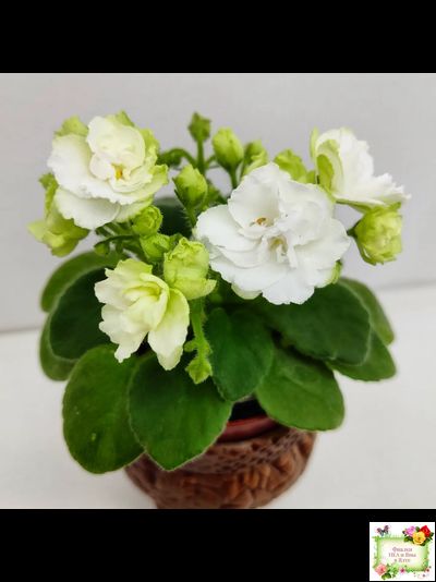 Irish Flirt mini (S.Sorano)