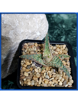 Aloe 'Bright Ember' (Kelly Griffin hybrid)