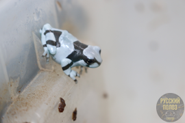 Жабовидная квакша, Trachycephalus resinifictrix