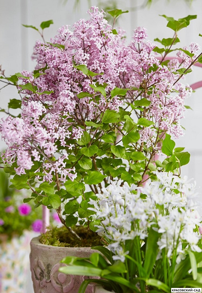 Сирень венгерская - фото в ландшафте - красовский-сад.рф