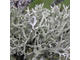 Дубовый мох (Evernia prunastri) абсолю