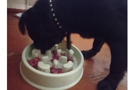 Ксения: У меня двое питомцев, и оба обожают натуральные корма! Мопс по имени Кузьмич. Обожает есть рацион "Витаминный". Наша ангора Каролина...у нее проблемы с желудком, поэтому корм мы подбирали очень аккуратно. И ей подошел "Гастро+". 