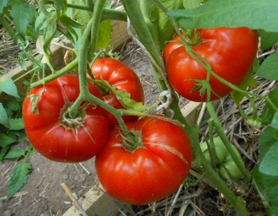 Томат Украинская Алена (Olena Ukrainian)