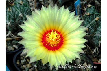 Astrophytum capricorne