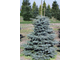 Хупси ель (Picea pungens hoopsii).