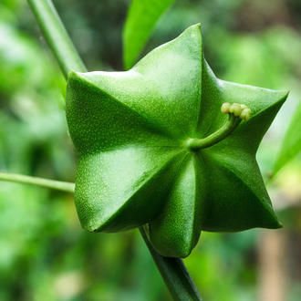 Сача Инчи, Инка Инчи (Plukenetia volubilis) Перу, нераф. базовое масло 30 мл