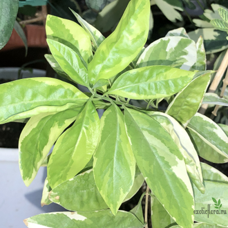Клеродендрум Гетерофиллум (акулеатум) вариегатный / C. heterophyllum variegated