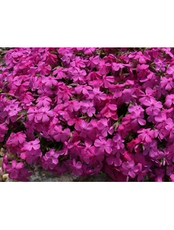 Флокс шиловидный "Мак Дениелз Кьюшон" С1