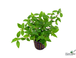 Стаурогин Порт-Вельо  (пластиковый горшок)