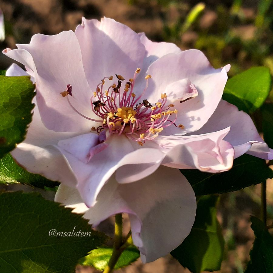 Rose Hommage a Barbara  Роза Омаж а Барбара