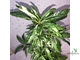 Ficus Racemosa White variegata / фикус ракемоза вариегатный белый