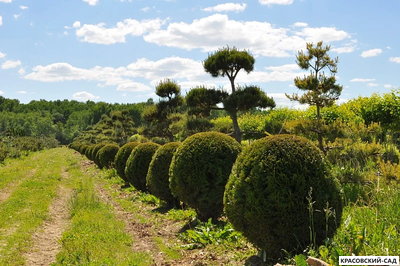 Туя Смаргад в форме шара