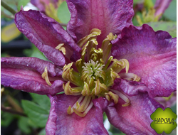 КЛЕМАТИС "Exciting" (ЭКСАЙТИНГ) (саженец 2 года)