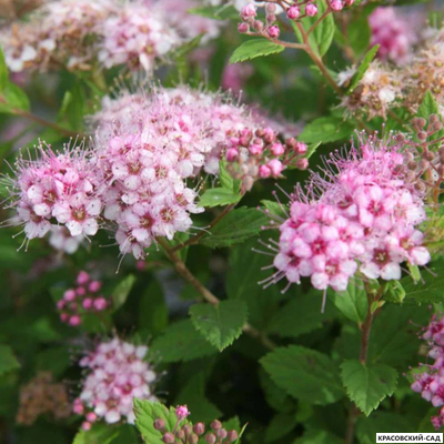 Спирея японская Литтл Принцесс Купить в красовский-сад.рф