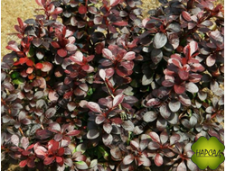 БАРБАРИС ТУНБЕРГА ДАРТС РЕД ЛЕДИ