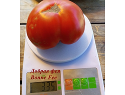 Томат Добрая Фея (Bonne Fee , Франция)
