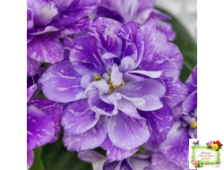 АВ-В Краю Единорогов (Фиалковод) 2020 г.