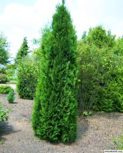 Туя Малониана