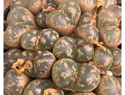 ДРУГИЕ СУККУЛЕНТЫ семена (Other Succulents seeds)