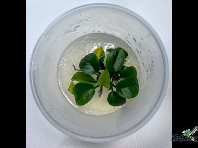 Анубиас Нанги (меристемный)