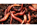 Черви навозные, упаковка (25-35шт)