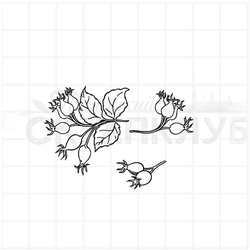 Штамп цветы эхинацеи