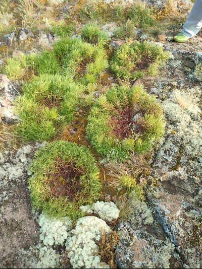 Пешая прогулка "Щельга: ледниковое прошлое Заонежья"