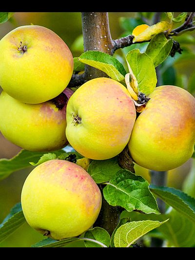 Тургеневское (яблоня)