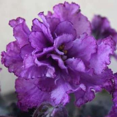 гладиолус сорпресса. гладиолус «каскад»,. ек русский сувенир фиалка фото. фиалка джорджия (т. сирень обыкновенная krasnaya moskva.