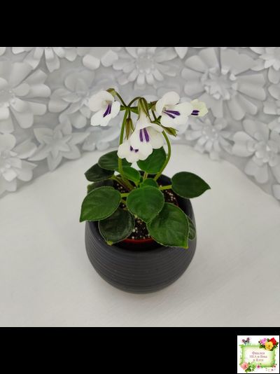 Deinostigma tamiana (Primulina tamiana (примулина тамиана))