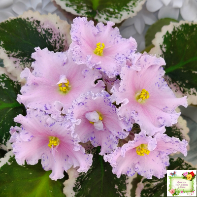 НД-Хоровод  (Н.Данилова-Суворова) 2021 г.