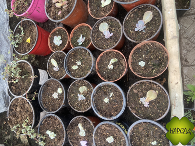 КОМНАТНЫЕ ЦВЕТЫ В АССОРТИМЕНТЕ