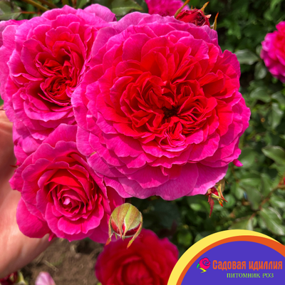 Габриэль ОАК (Gabriel OAK)