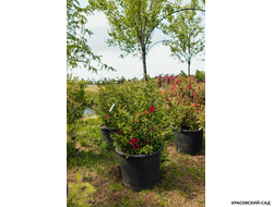 Айва японская - Chaenomeles japonica