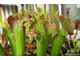 Sarracenia Hybrid 3