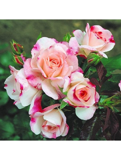 Розенштадт Фрайзинг (Rosenstadt Freising)