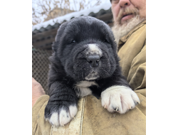 Кобель 3.ПЕРС. Зарезервирован Красноярский край