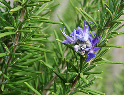 Розмарин хем. цинеольный (Rosmarinus officinalis CT Cineole) цветущие верхушки (5 мл) - 100% натуральное эфирное масло